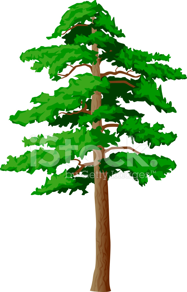 655x1024 Pino Vector Sobre Un Fondo Blanco Stock Vector