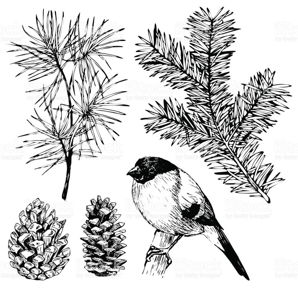 1024x1024 Vector Hand Drawn Fir, Pine Branches, Pinecone And Bullfinch