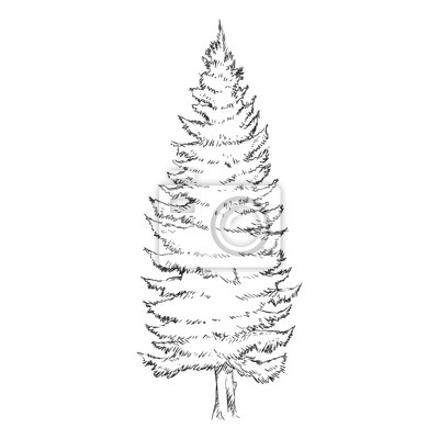400x400 Vector Individual Bosquejo Del De Pino Pinturas Para La
