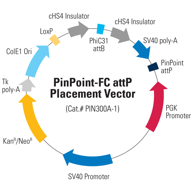 675x675 Pinpoint Fc Attp Placement Vector System Biosciences