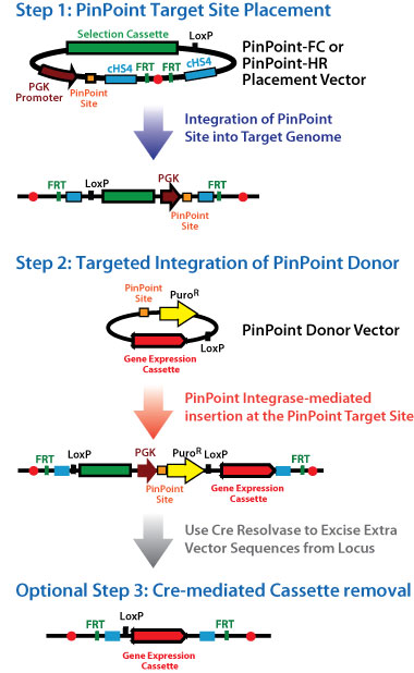 380x618 Pinpoint Targeted Integration System