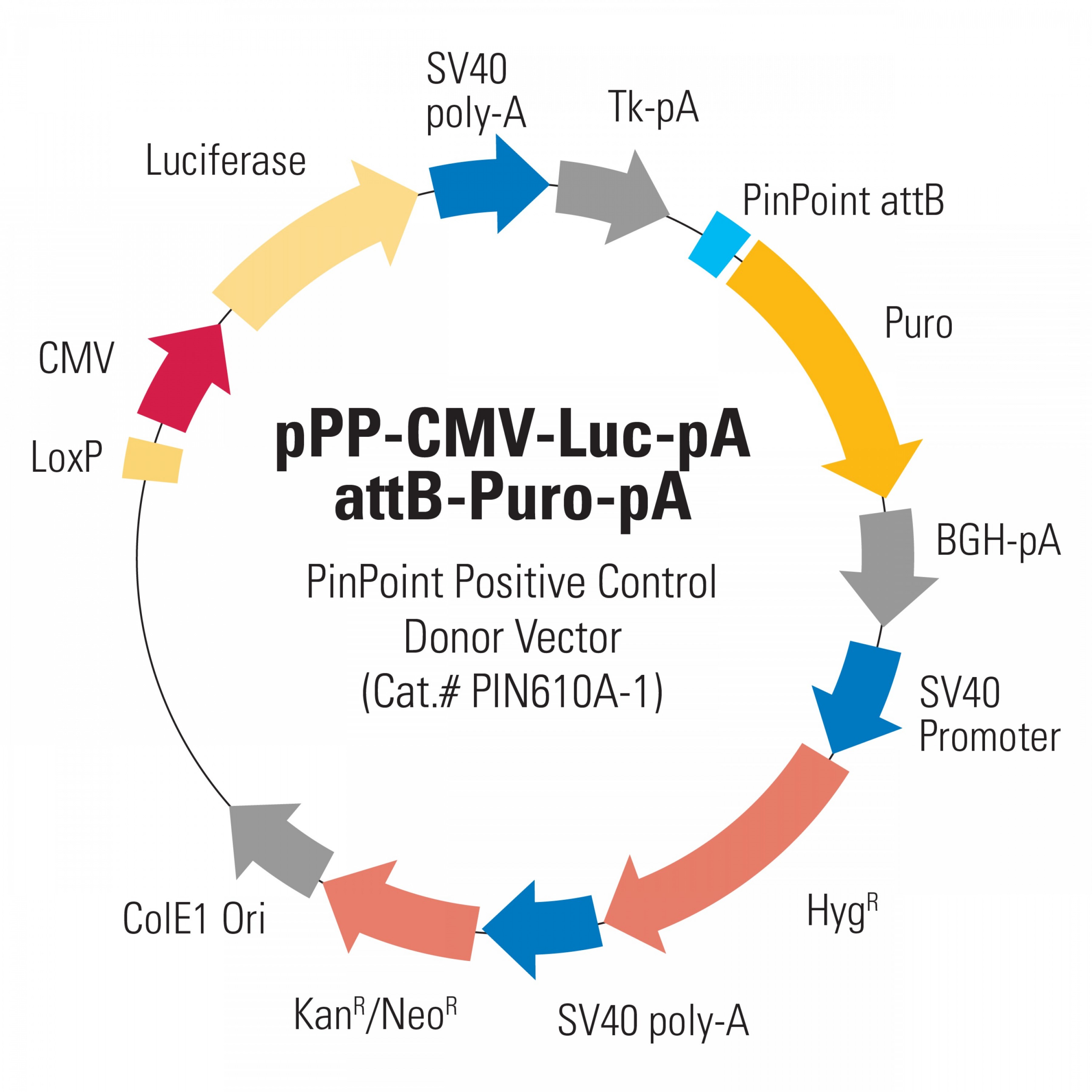 3600x3600 Pinpoint Donor Positive Control Vector Cm Luciferase Ppp Cmv Luc