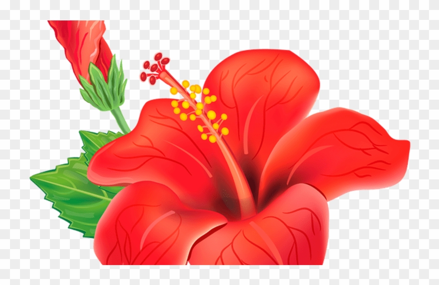 880x572 Red Exotic Flower Png Clipart Picture Poroplast