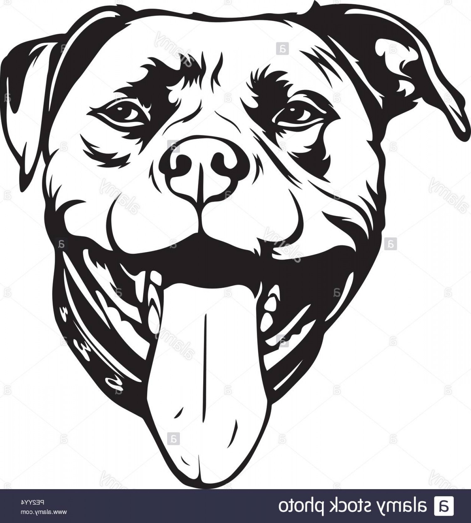 Pit Bull Pitbull Dog Dog Breed Pet Puppy Isolated Head Face Image 1504x1668 Pit Bull Pitbull Dog Dog Breed Pet Puppy Isolated Head Face Image