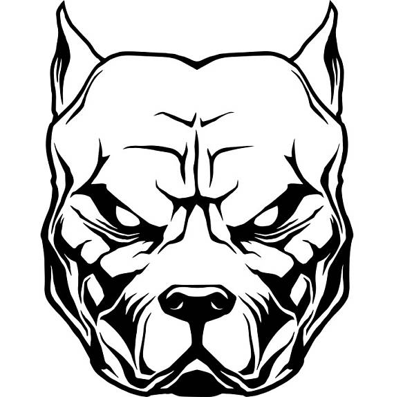 Cliparts For Free Download Pitbull Clipart Face Vector 570x574 Cliparts For Free Download Pitbull Clipart Face Vector