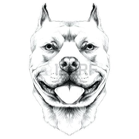 Drawings Of Pit Bulls Dog Breeds The Pit Bull Terrier Head Sketch 450x450 Drawings Of Pit Bulls Dog Breeds The Pit Bull Terrier Head Sketch