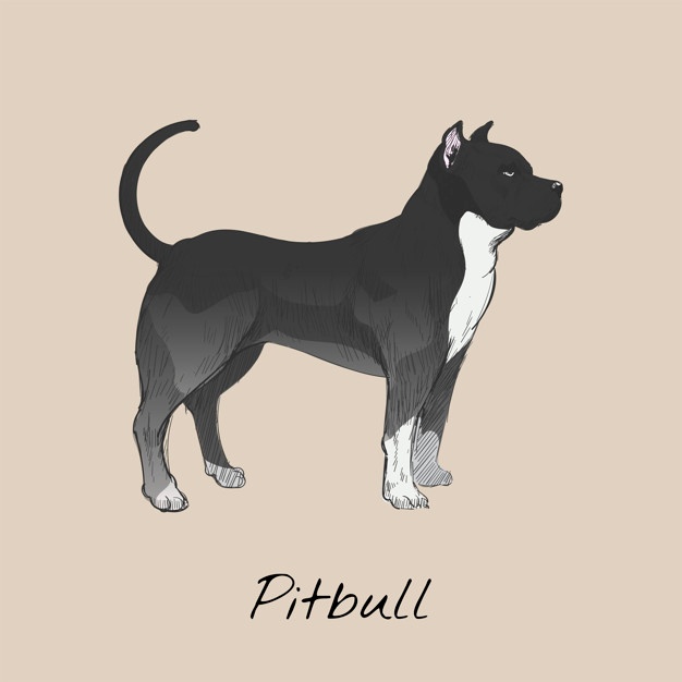 626x626 Pitbull Vectors, Photos And Free Download