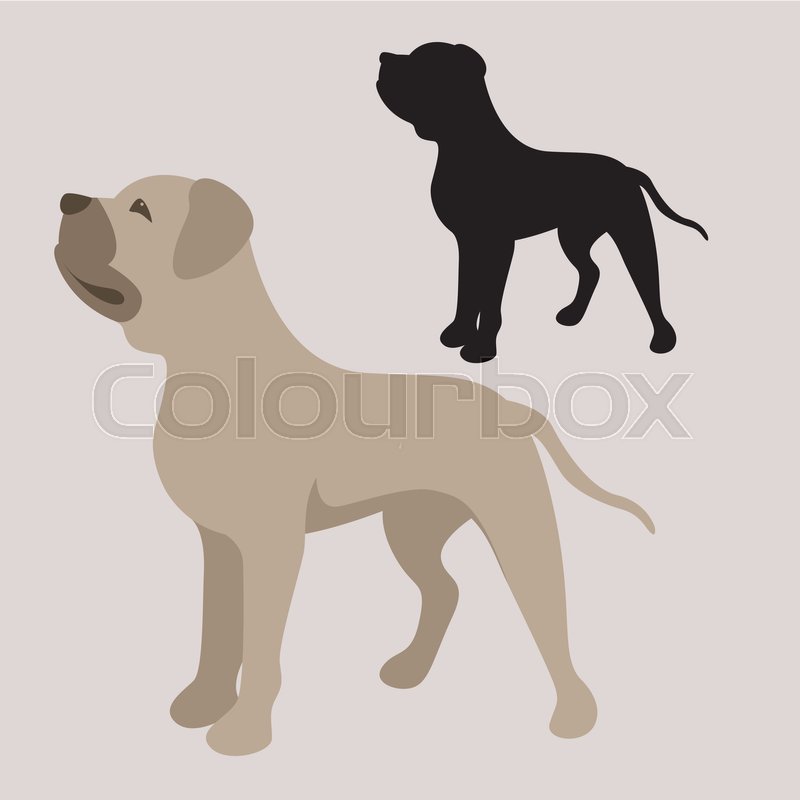 800x800 Pitbull Terrier Vector Illustration Stock Vector Colourbox