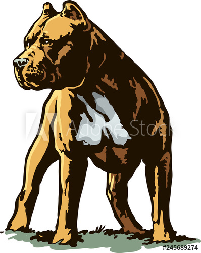 398x500 Pitbull Vector Illustration