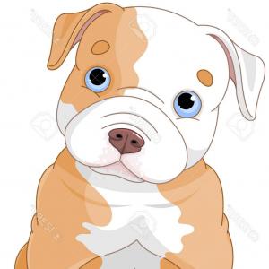 300x300 Portrait Pitbull Vector Illustration Style Flat Portrait Pitbull
