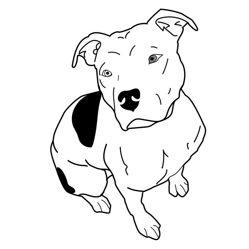 794x794 Sitting Pitbull Vector Am Staffordshire Dog Illustration Etsy
