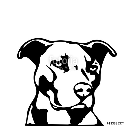 500x500 Pitbull Stock Image And Royalty Free Vector