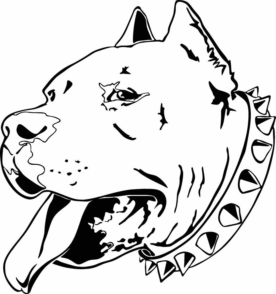 963x1024 Tatoos In Pitbull Drawing