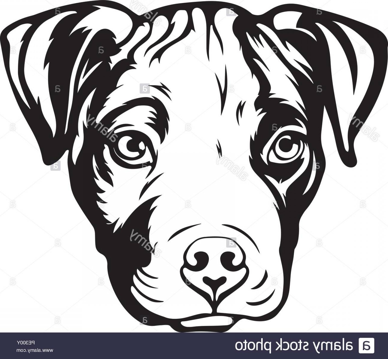 1560x1446 Pitbull Puppy Vector Illustration Cultracing
