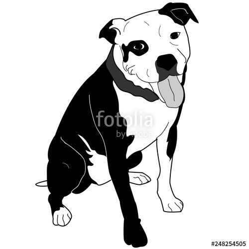 500x500 American Staffordshire Terrier, Pitbull, Bully Breed Stock Image