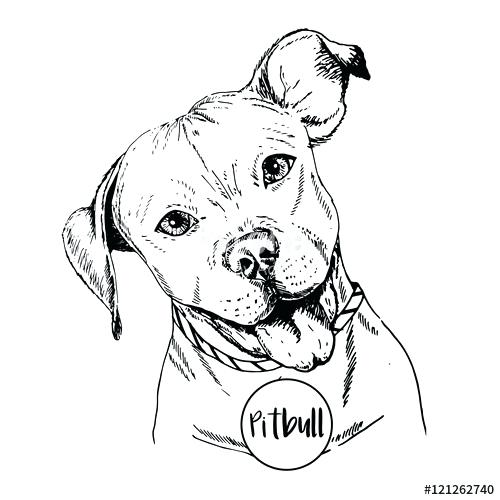 500x500 Drawing Of Pitbull
