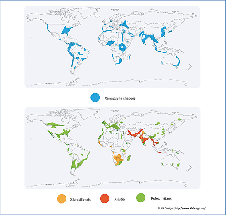 Geographic Distribution Of Plague Vectors Not Shown Is 787x748 Geographic Distribution Of Plague Vectors Not Shown Is