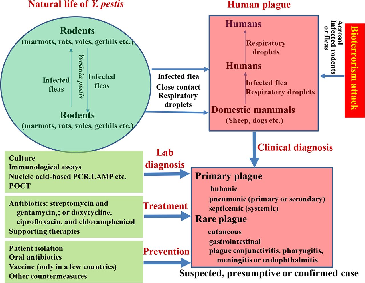Plague Recognition, Treatment, And Prevention Journal 1280x992 Plague Recognition, Treatment, And Prevention Journal