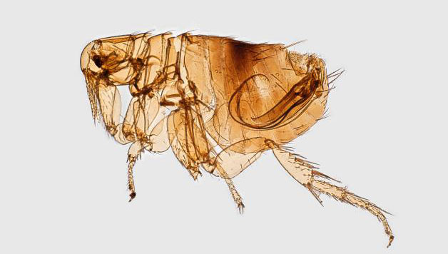 Division Of Vector Borne Diseases 628x356 Division Of Vector Borne Diseases