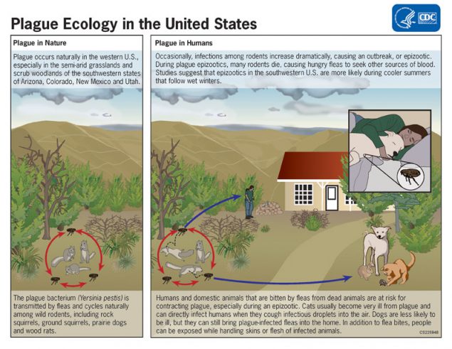 Ecology And Transmission Plague Cdc 635x491 Ecology And Transmission Plague Cdc