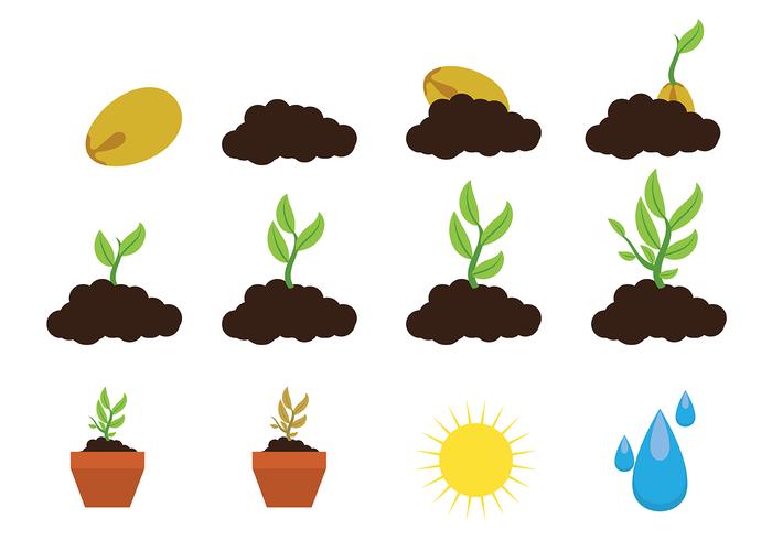 700x490 Grow Up Plant Icon Vector