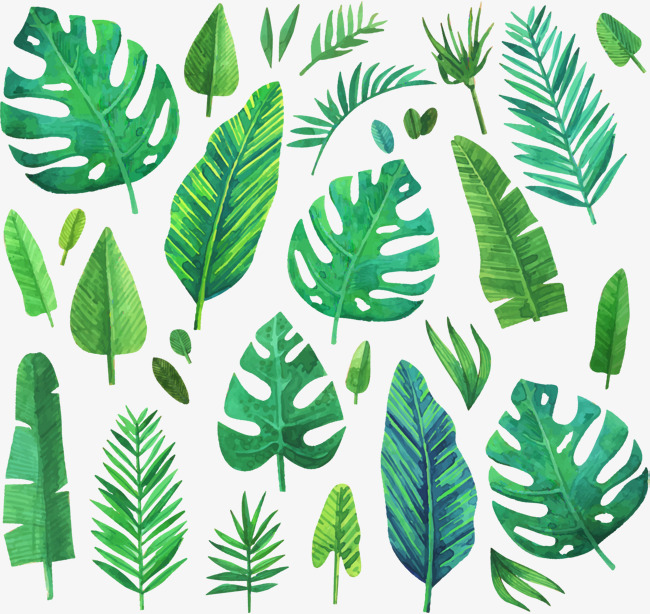 650x614 Leaf Vector, Graphic Resources For Free Download