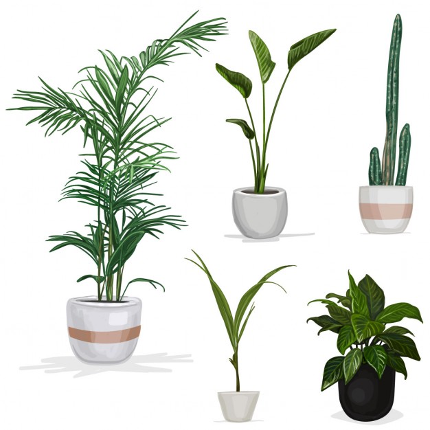 Plant Pot Vectors, Photos And Free Download 626x626 Plant Pot Vectors, Photos And Free Download
