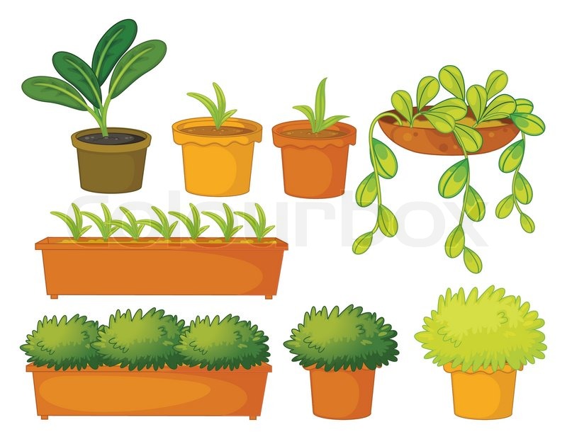 Various Plants And Pots Stock Vector Colourbox 800x620 Various Plants And Pots Stock Vector Colourbox