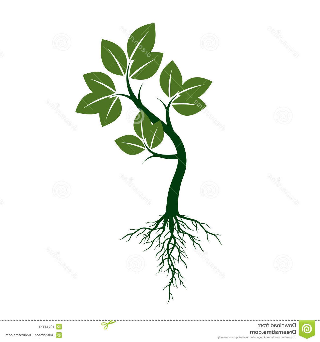 1300x1390 Hd Plant Roots Vector Images Free Vector Art, Images, Graphics