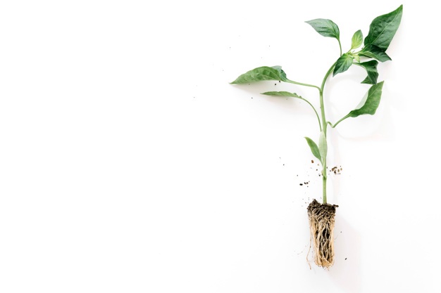 626x417 Plant Roots Vectors, Photos And Free Download