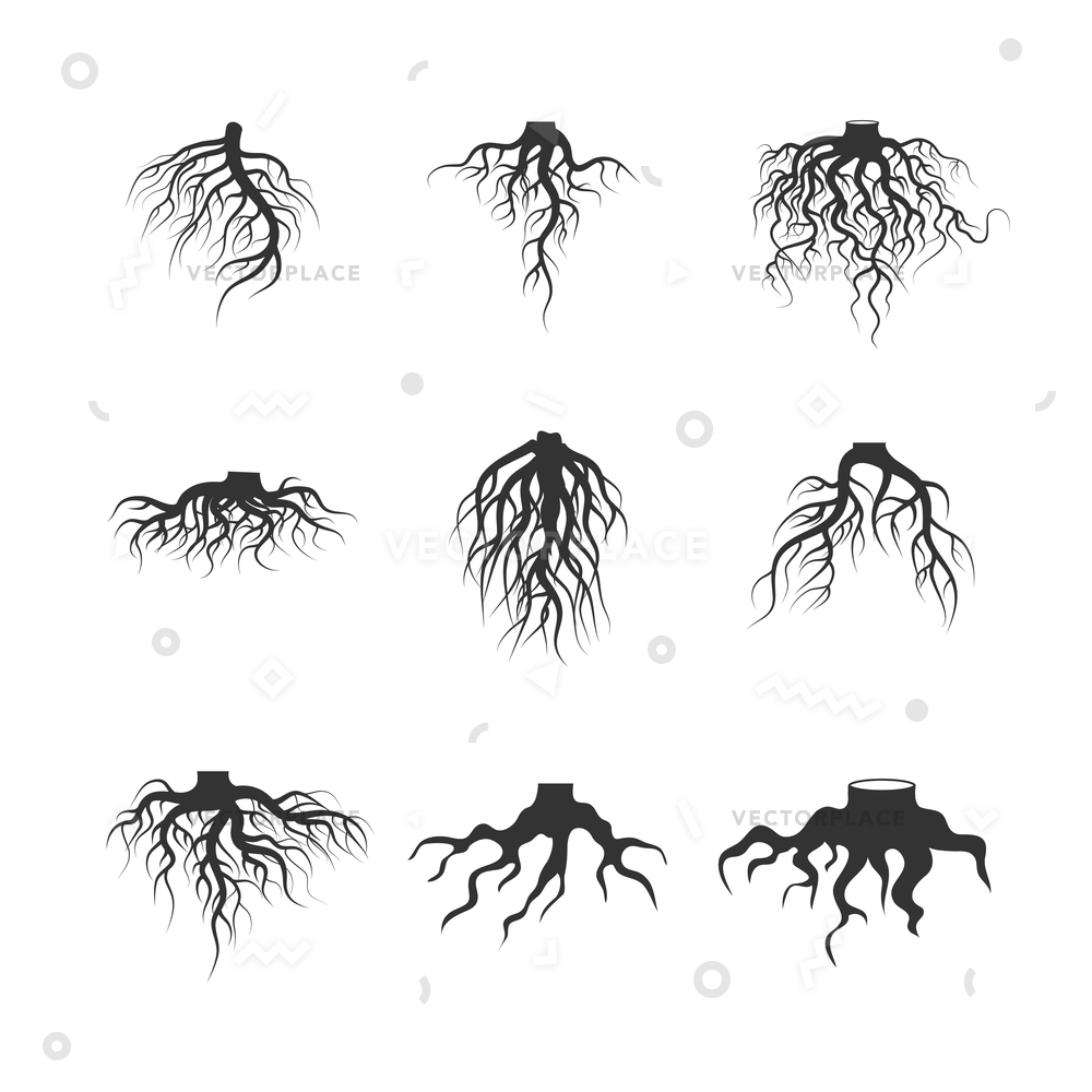 1000x1000 Tree Plant Underground Roots Set Root Vector Illustration