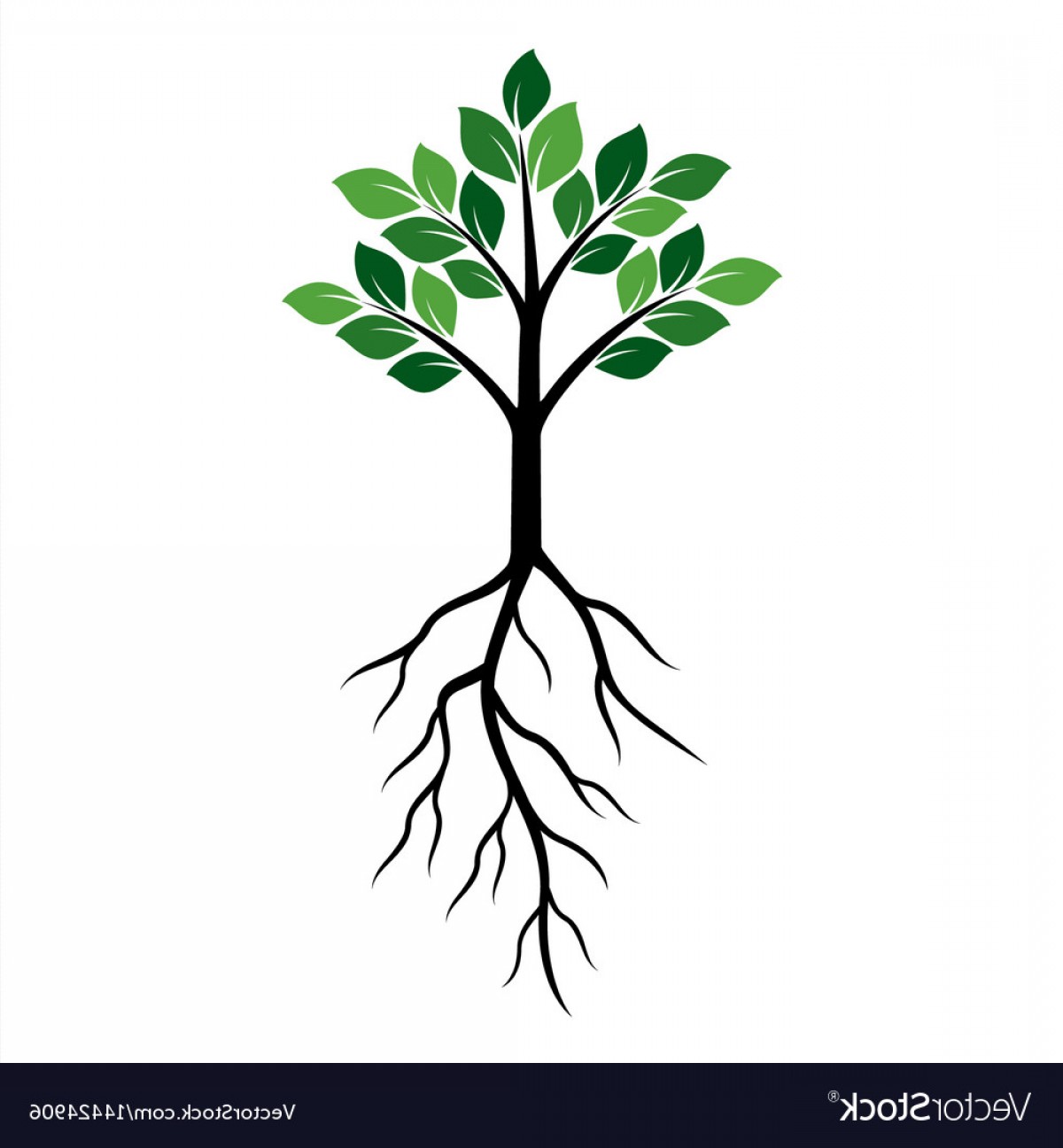 1200x1296 Tree Roots Vector Savoyuptown