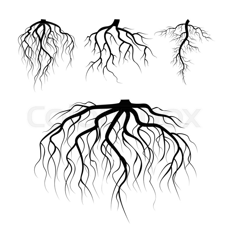 800x800 Tree Underground Roots Vector Plant Stock Vector Colourbox