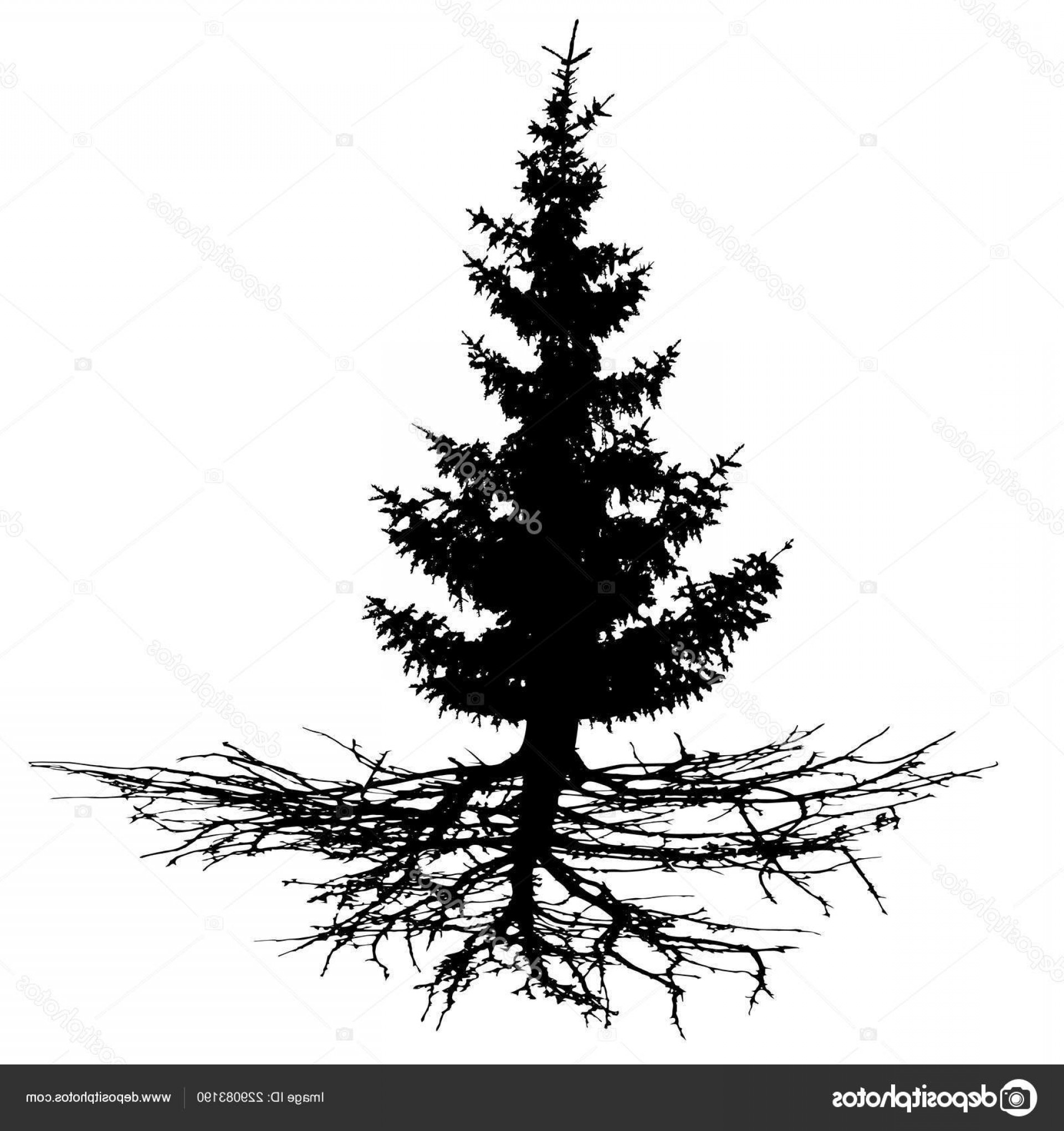 1920x2040 Evergreen With Roots Vector Cqrecords