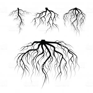 300x300 Free Vector Image Of Tree With Roots Studiogrfx