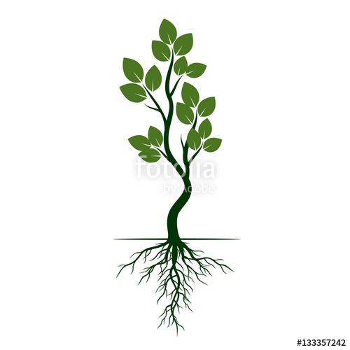 500x500 Green Tree With Roots Vector Illustration Stock Image
