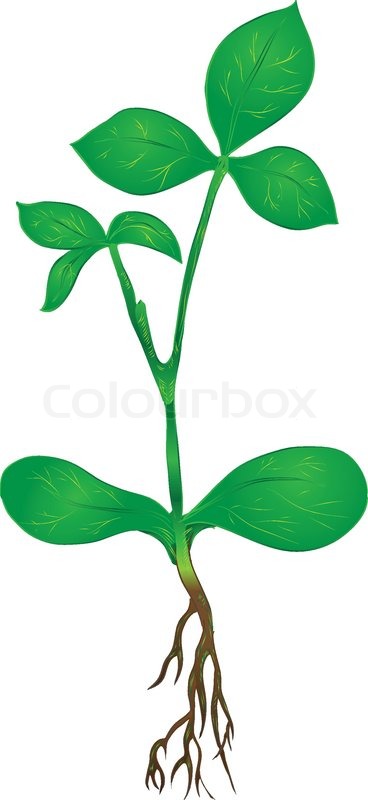 368x800 Green Stem Of The Plant Roots Vector Stock Vector Colourbox