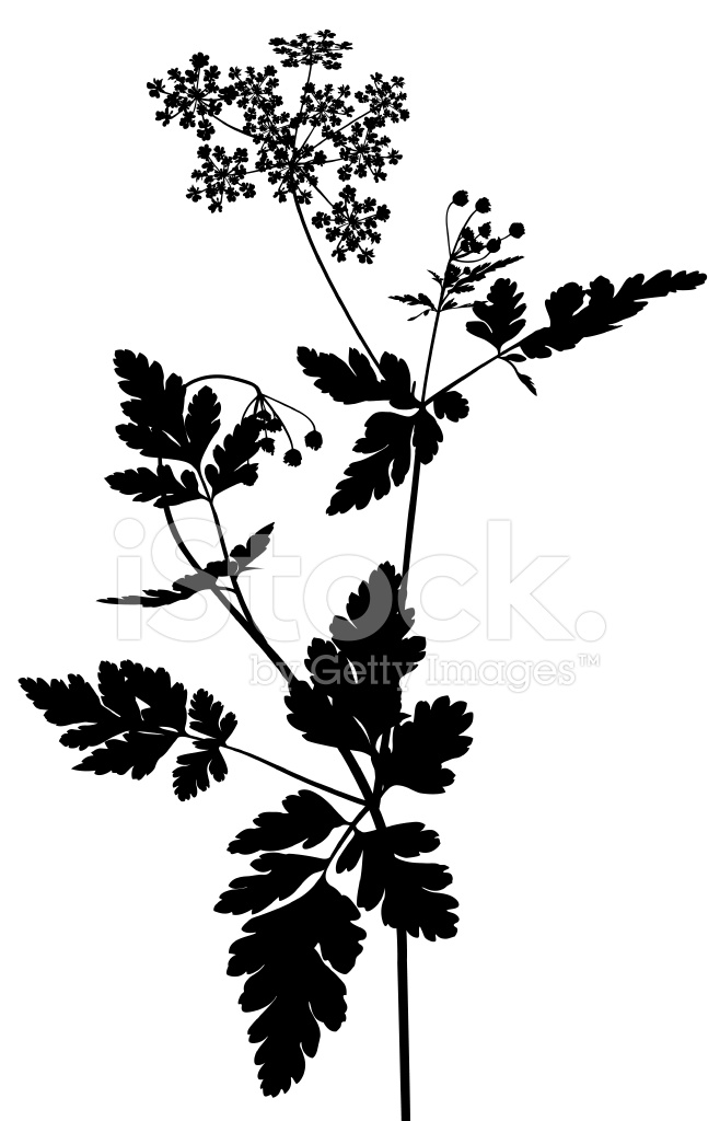 658x1024 Grass Plant Silhouette Stock Vector