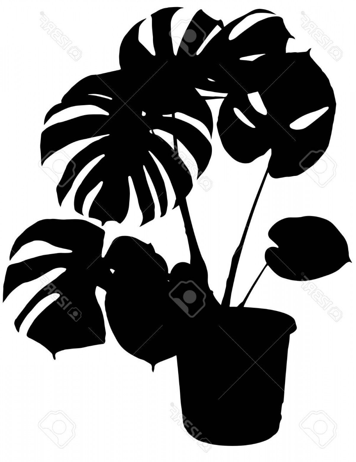 1203x1560 Photostock Vector Monstera The Potted Plant Vector Silhouette