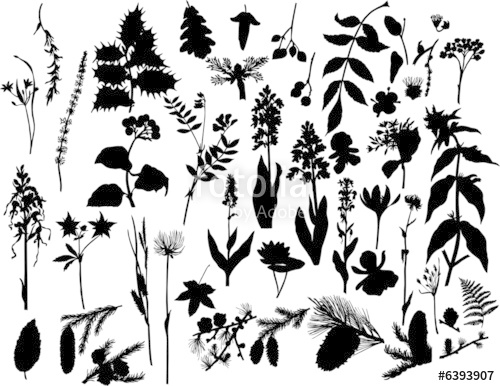 500x386 Plants Silhouette Stock Image And Royalty Free Vector