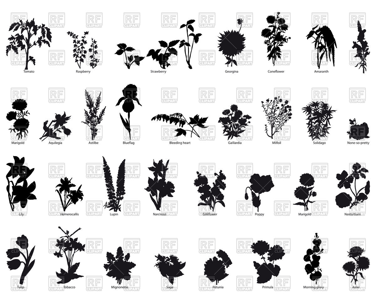 1200x960 Big Collection Of Different Plants Silhouettes Vector Image