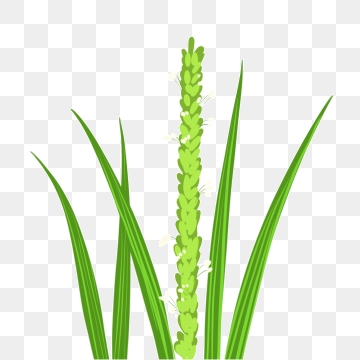 Rice Plant Png, Vector, And Clipart With Transparent 360x360 Rice Plant Png, Vector, And Clipart With Transparent