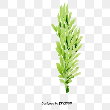 Rosemary Png, Vector, And Clipart With Transparent Background 360x360 Rosemary Png, Vector, And Clipart With Transparent Background