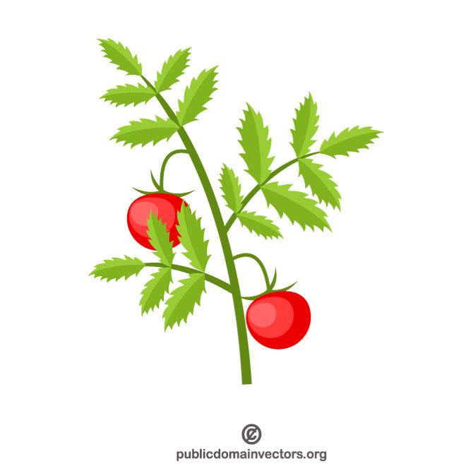 Tomato Plant Vector Graphics 660x660 Tomato Plant Vector Graphics