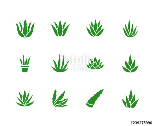 Aloe Vera Flat Glyph Icons Succulent, Tropical Plant Vector 500x409 Aloe Vera Flat Glyph Icons Succulent, Tropical Plant Vector