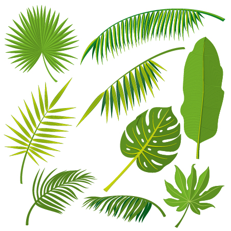 Tropical Plant Leaves Vector Set Free Download 451x451 Tropical Plant Leaves Vector Set Free Download