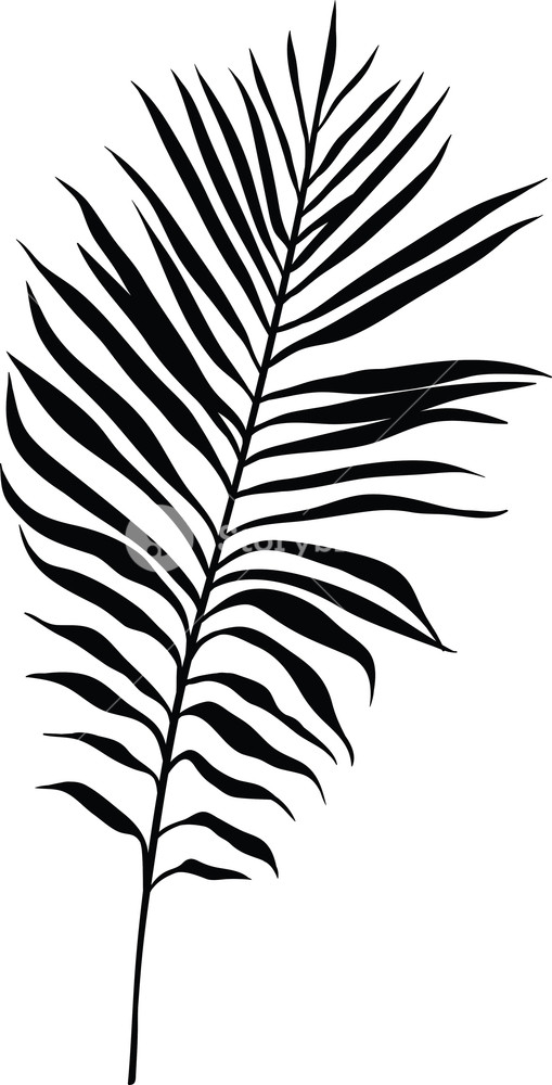 Vector Tropical Plant Royalty Free Stock Image 509x1000 Vector Tropical Plant Royalty Free Stock Image