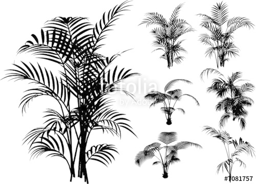 Bamboo And Other Tropical Plant Vector Stock Image And Royalty 500x360 Bamboo And Other Tropical Plant Vector Stock Image And Royalty