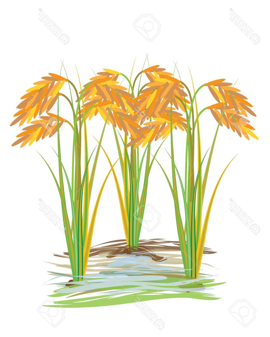 Best Free Rice Plants Hd Vector Drawing Vector Images Design 1040x1300 Best Free Rice Plants Hd Vector Drawing Vector Images Design