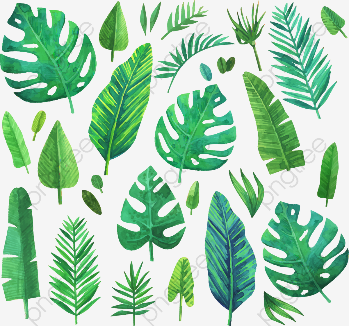 1200x1122 Green Coniferous Plants, Vector Material, Coniferous Plants, Green